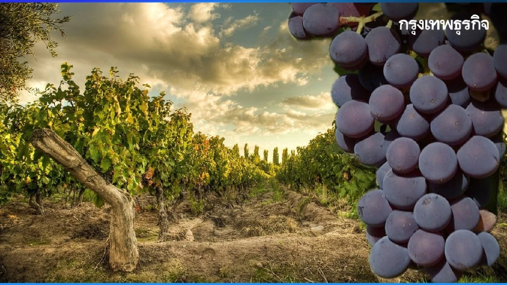 มาลเบค เวิลด์ เดย์ : วันแห่งองุ่นเล็กที่ยิ่งใหญ่