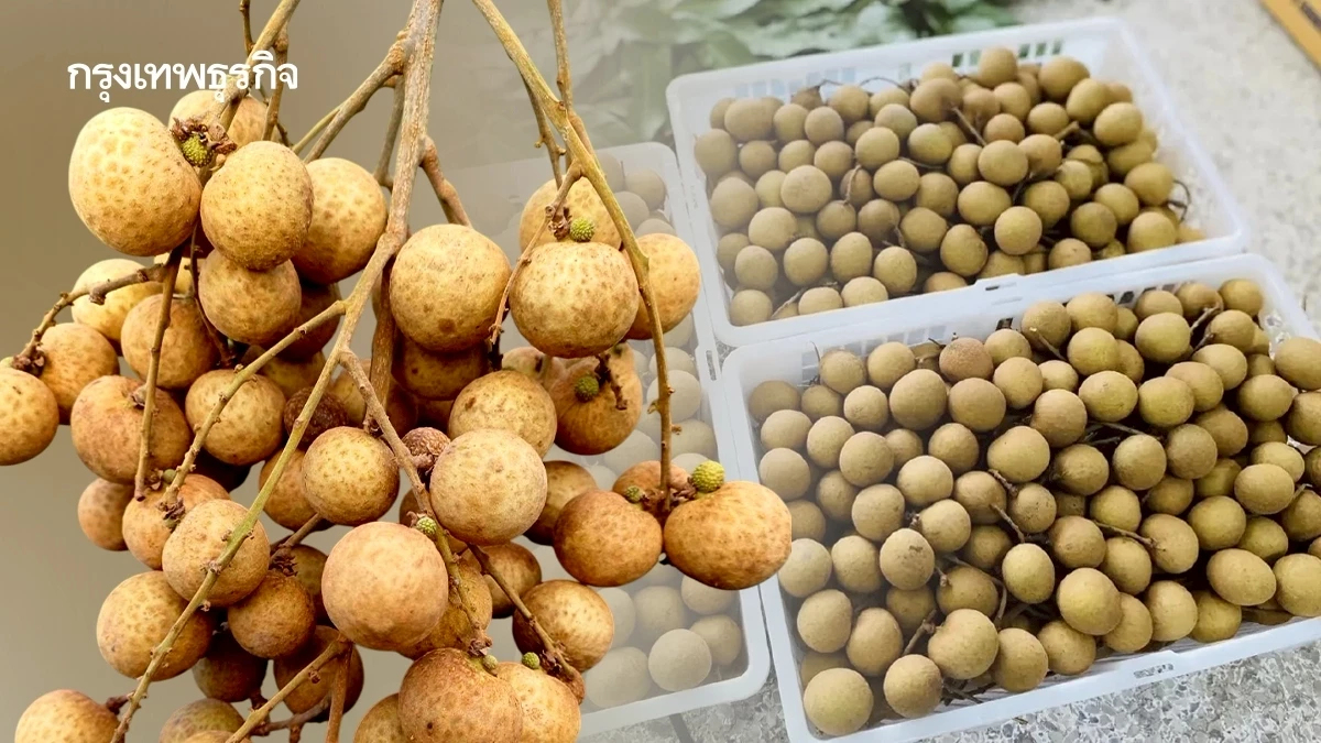 เกษตรฯ กู้ชื่อผลไม้ไทย! ชูวิจัยลำไยไร้สาร-คุมเข้มส่งออกปี 69