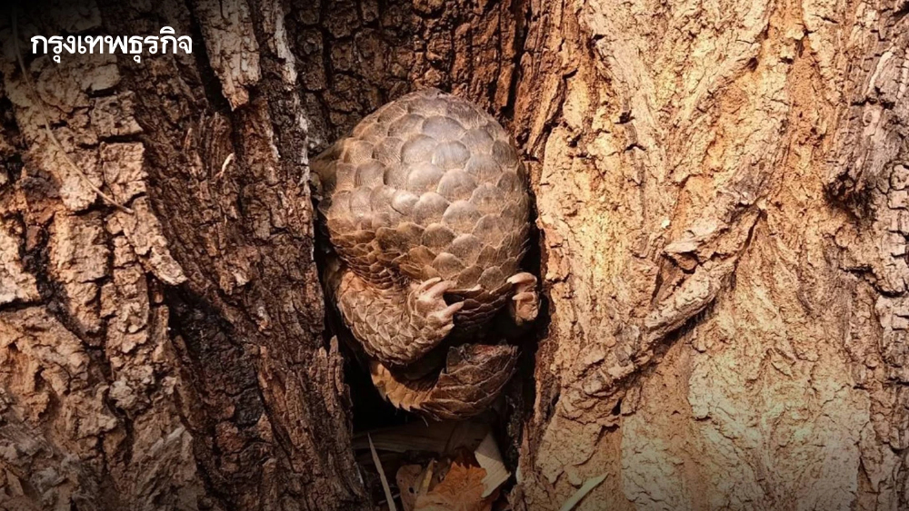 ภาพสะเทือนใจ 'ลิ่น' หนีตายไฟป่าซุกซอกไม้ บาดเจ็บสาหัส เกล็ดแตก ส่งรักษาด่วน