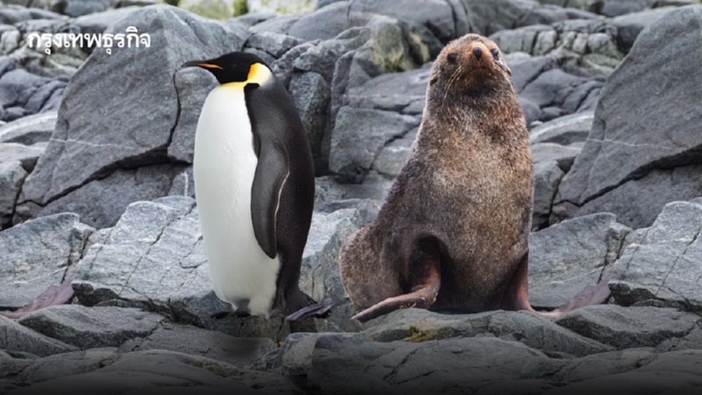 ‘เพนกวินจักรพรรดิ-แมวน้ำขนแอนตาร์กติก’ สัตว์ใกล้สูญพันธุ์ใหม่ หลังน้ำแข็งละลาย-อาหารลดลง