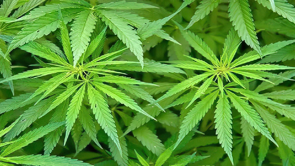 ทรัมป์ ‘ปลดล็อกกัญชา’ พลิกโฉมอุตสาหกรรม 4.7 หมื่นล้าน