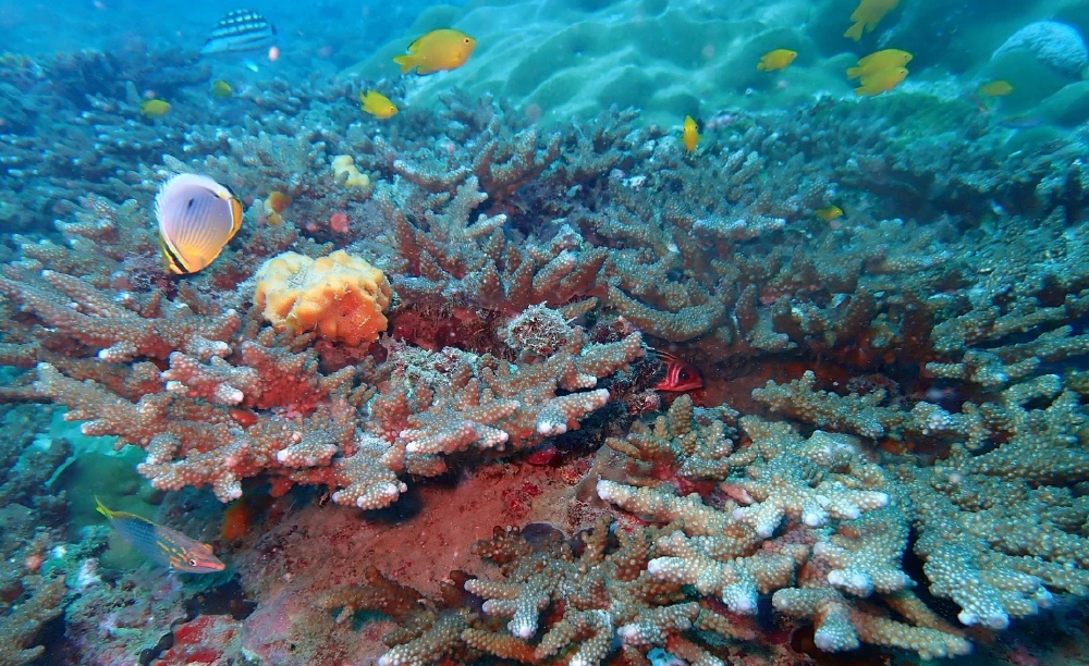 ใจชื้น! พบตัวอ่อนปะการังลงเกาะท้ายเหมือง สัญญาณบวกทะเลไทยฟื้นตัว