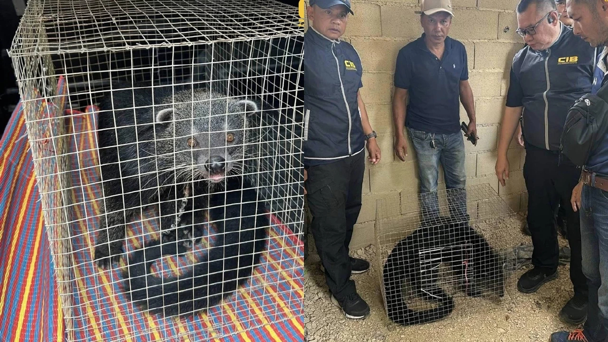 ตรวจยึดหมีขอสัตว์ป่าคุ้มครอง ถูกขังล่ามโซ่ทิ้งไว้ในอาคารร้าง