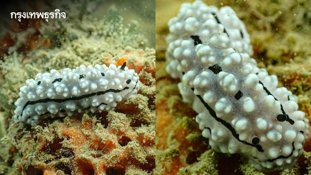 รู้จัก 'ทากเปลือยปุ่มสีขาว' ศิลปะมีชีวิตใต้ทะเลพังงา สวยสะดุดตาแต่แฝงพิษร้าย