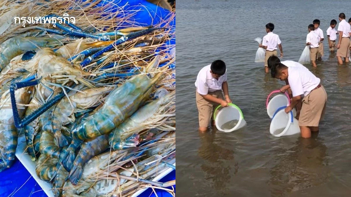 ขุมทรัพย์เขื่อนอุบลรัตน์! กุ้งก้ามกรามคืนถิ่น สร้างรายได้หลักหมื่นต่อคืน