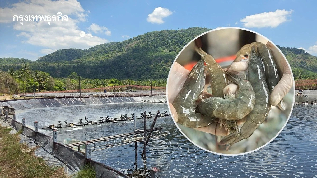 ทางเลือกใหม่ฟาร์มกุ้ง ยืดเวลาซ้อมระบบดิจิทัลเพิ่ม 1 ปี