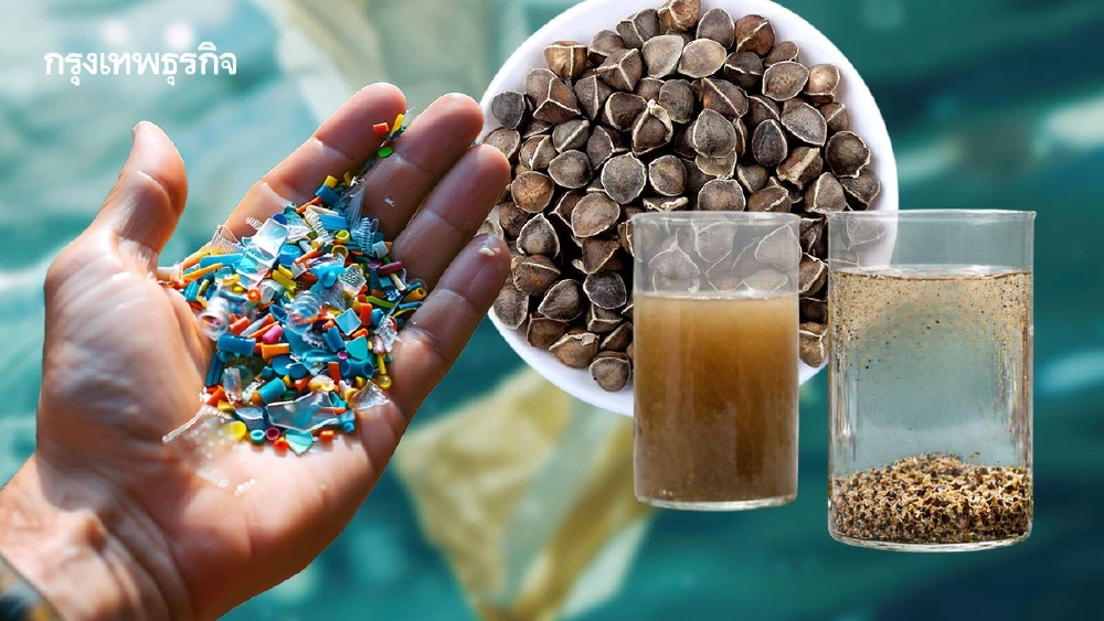 ‘เมล็ดมะรุม’ กำจัด ‘ไมโครพลาสติก’ ออกจากน้ำดื่มได้ 98% ให้ผลดีกว่าสารเคมีชนิดอื่น