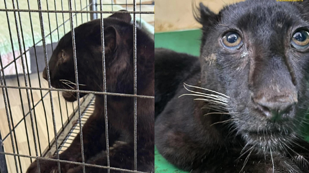 ยึดลูกเสือดำกลางห้างดัง มูลค่า 5 แสน จับ 2 แก๊งค้าสัตว์ป่าข้ามชาติ