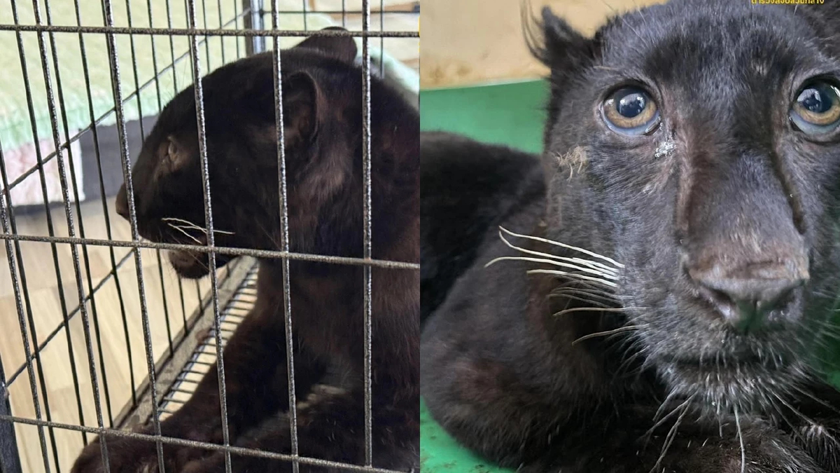 ยึดลูกเสือดำกลางห้างดัง มูลค่า 5 แสน จับ 2 แก๊งค้าสัตว์ป่าข้ามชาติ