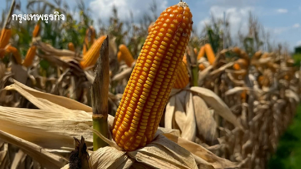 พลิกโฉมข้าวโพดไทย! ใช้ปุ๋ยตามค่าดิน กำไรพุ่งเท่าตัว-ลดก๊าซพิษ,