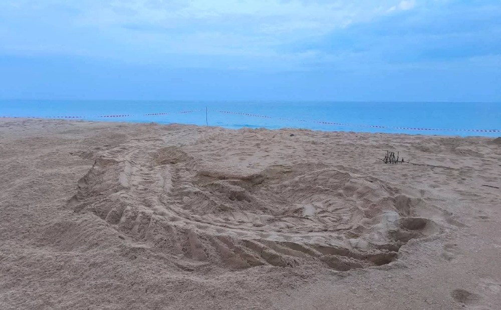 แม่เต่ามะเฟือง วางไข่หาดท้ายเหมือง ลุ้นลูกเต่าฟัก มิ.ย. นี้