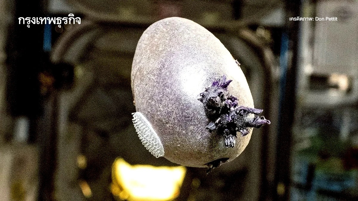 ปลูก ‘มันฝรั่งม่วง’ ในอวกาศ เป็นอาหารให้นักบินอวกาศ ไม่พึ่งพาทรัพยากรบนโลก