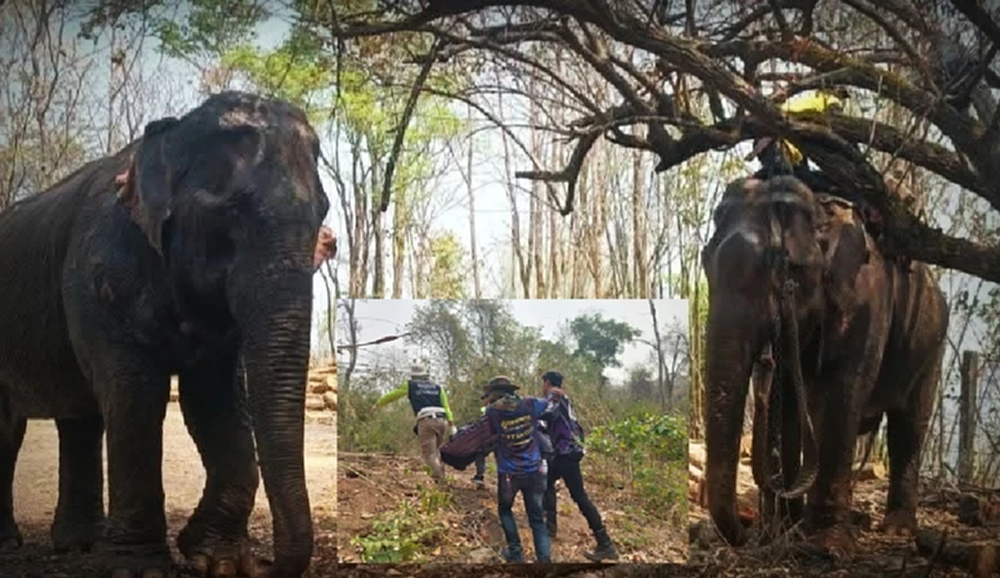 อัปเดต ช้างตกมันเหยียบคนตายที่อุตรดิตถ์ ล่าสุดทราบชื่อแล้ว