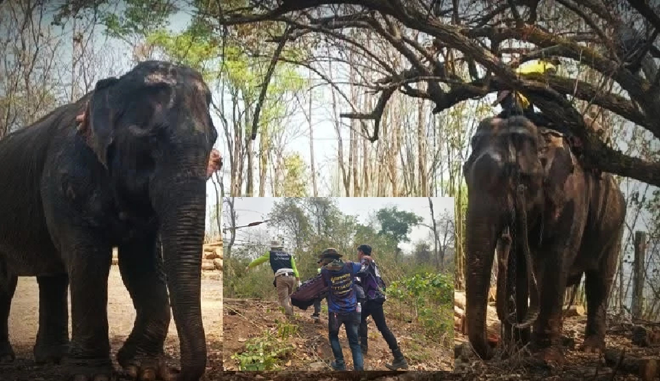 อัปเดต ช้างตกมันเหยียบคนตายที่อุตรดิตถ์ ล่าสุดทราบชื่อแล้ว