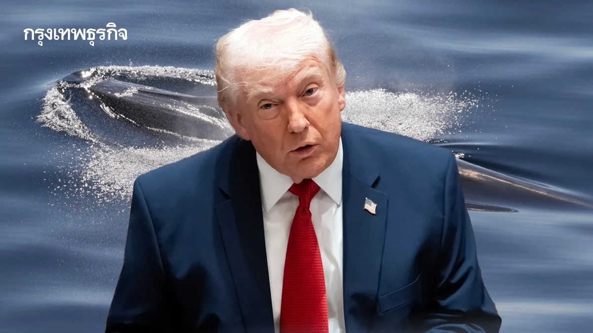 ‘วาฬไรซ์’ 50 ตัวสุดท้ายเสี่ยงสูญพันธุ์ หลังสหรัฐเปิดทางให้ขุดน้ำมันในอ่าวเม็กซิโกได้เต็มที่