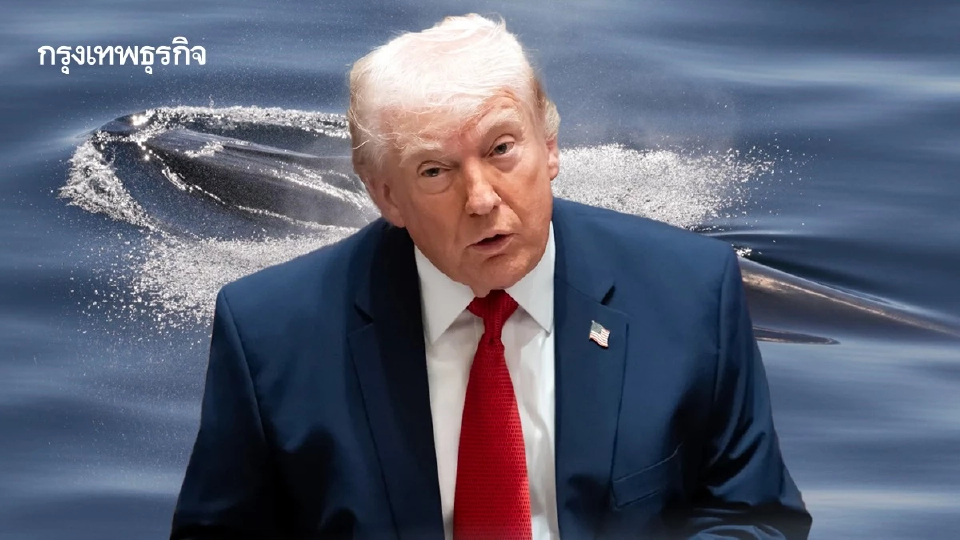 ‘วาฬไรซ์’ 50 ตัวสุดท้ายเสี่ยงสูญพันธุ์ หลังสหรัฐเปิดทางให้ขุดน้ำมันในอ่าวเม็กซิโกได้เต็มที่