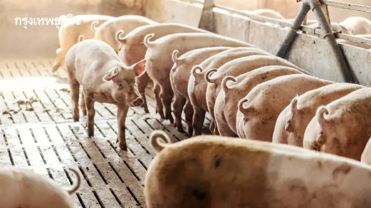 สมาคมหมูโอดราคาดิ่งเหลือ 54 บาท ต่ำกว่าทุนยับ ขาดทุนตัวละเกือบ 2 พัน
