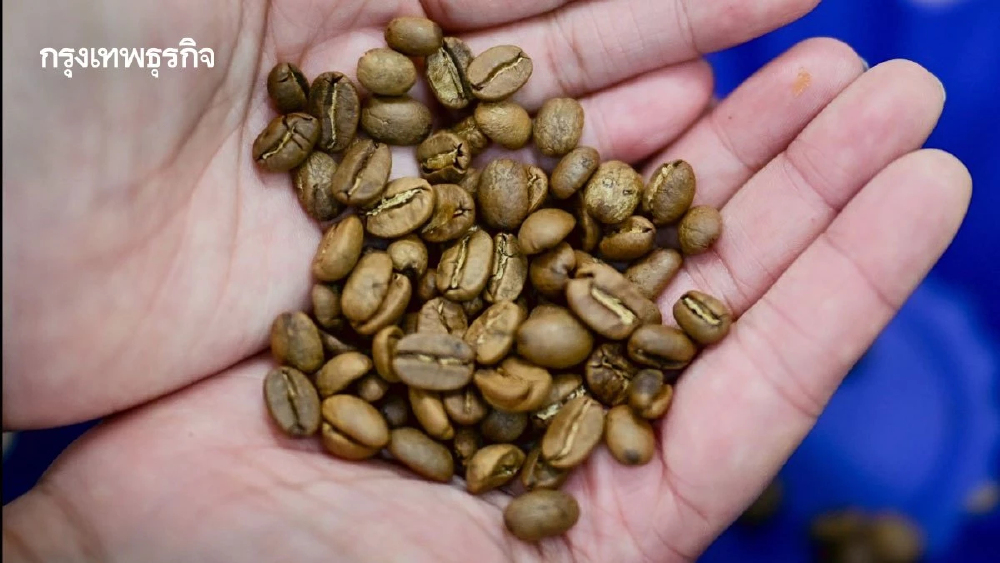 มกอช. จับมือ UNCTAD อัปเกรดกาแฟไทยสู้ศึก EUDR บุกตลาดยุโรป