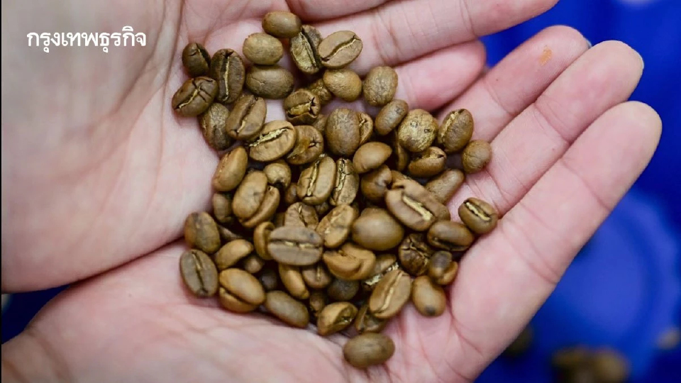 มกอช. จับมือ UNCTAD อัปเกรดกาแฟไทยสู้ศึก EUDR บุกตลาดยุโรป