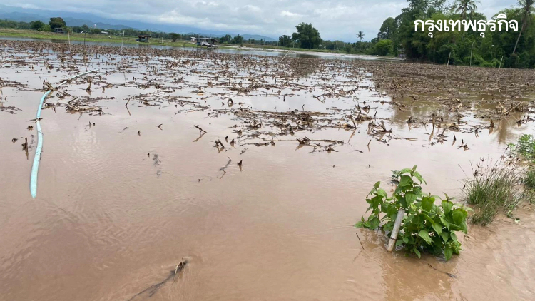 ฝนตกหนักเพชรบูรณ์ น้ำป่าทะลักจม 3 ตำบล ชาวบ้านหนีน้ำท่วมวุ่น