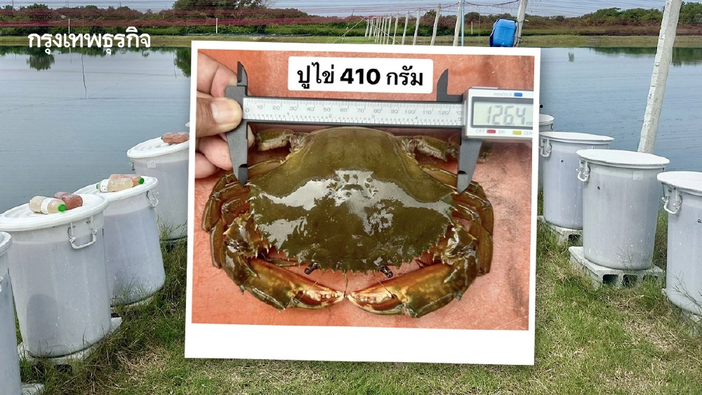 กรมประมงเปิดสูตรเลี้ยงปูขาวเชิงนิเวศ ทุนวิจัยดันกำไรพุ่ง 71%