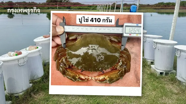 กรมประมงเปิดสูตรเลี้ยงปูขาวเชิงนิเวศ ทุนวิจัยดันกำไรพุ่ง 71%