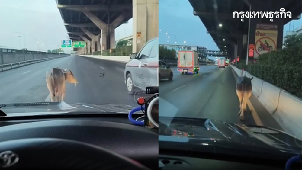 ด่วน ควายหลุดถนนวิภาวดีรังสิต เดินช่องทางหลัก ตำรวจ เร่งจับตัว