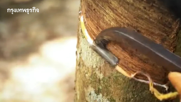เกษตรฯ-IRCo ดันยางไทยสู่ศูนย์กลางอุตสาหกรรมมูลค่าสูง