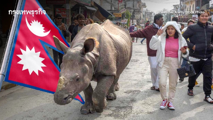 ‘แรด’ เดินเพ่นพล่านกลางถนน ใช้ชีวิตร่วมกับคนใน ‘เนปาล’ หลังประสบความสำเร็จในการอนุรักษ์
