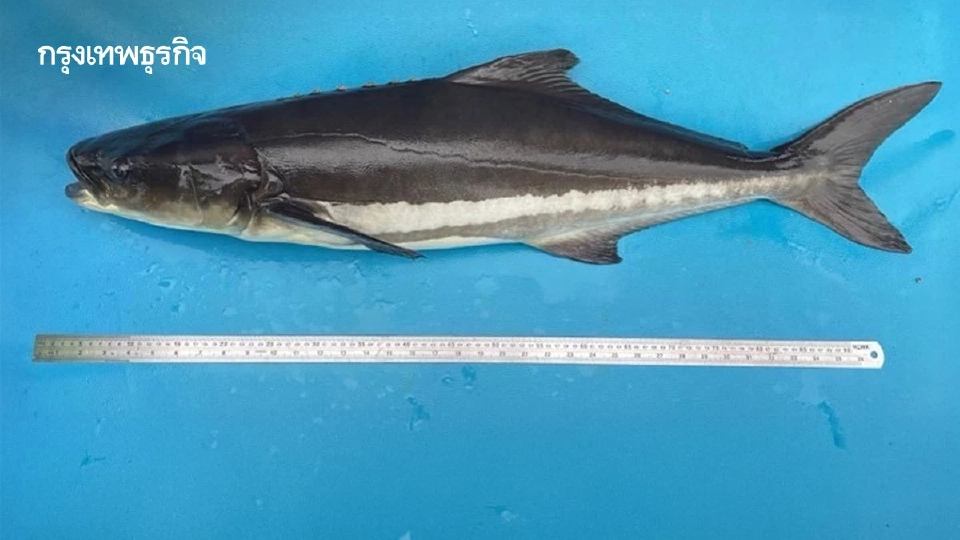 กรมประมงรุกปั้น ‘ปลาช่อนทะเล’ Black Salmon สัตว์น้ำเศรษฐกิจอันดามันยั่งยืน