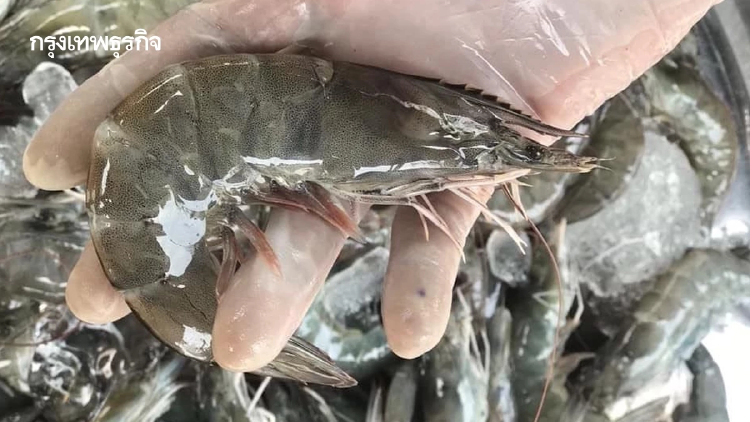 สมาคมกุ้งไทยร้องนายกฯ ของบ 5.5 พันล้าน แก้วิกฤตโรค พุ่งเป้า 4 แสนตัน