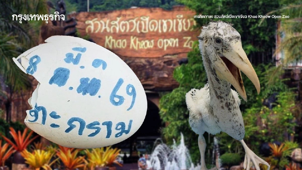 ฟักไข่ ‘นกตะกราม’ สำเร็จครั้งแรก หลังสูญพันธุ์ในธรรมชาติกว่า 40 ปี โดย ‘สวนสัตว์เปิดเขาเขียว’