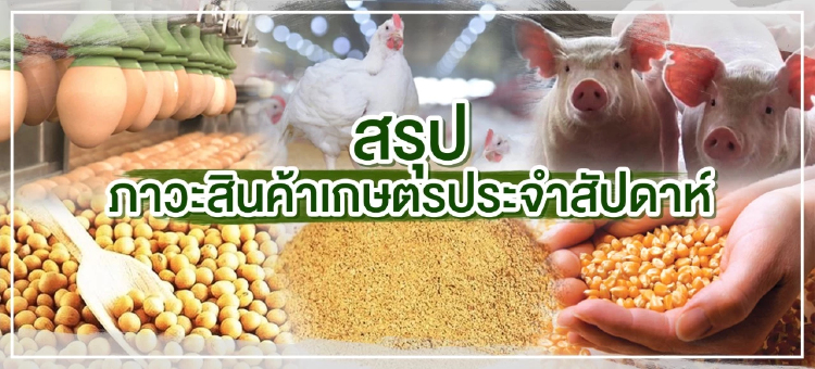 หมูสันนอก ราคาเฉลี่ย 142.50 บาท/กิโลกรัม หมูสามชั้น ราคาเฉลี่ย 175.00 บาท/กิโลกรัม อกไก่ ราคาเฉลี่ย 85.00 บาท/กิโลกรัม
