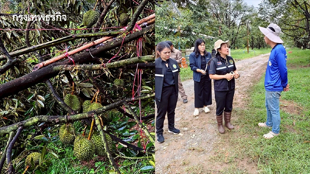 ‘สุริยะ’ สั่งด่วน!! กู้ซากทุเรียนเมืองจันท์ พายุถล่มยับ ลุยเยียวยา!