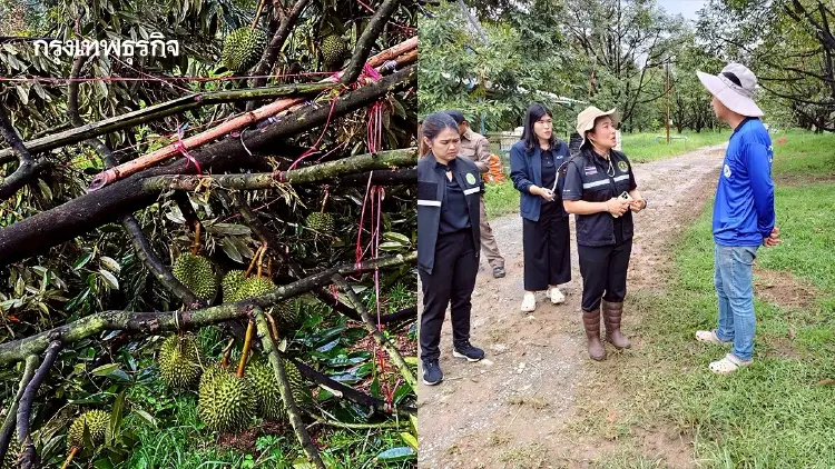 ‘สุริยะ’ สั่งด่วน!! กู้ซากทุเรียนเมืองจันท์ พายุถล่มยับ ลุยเยียวยา!