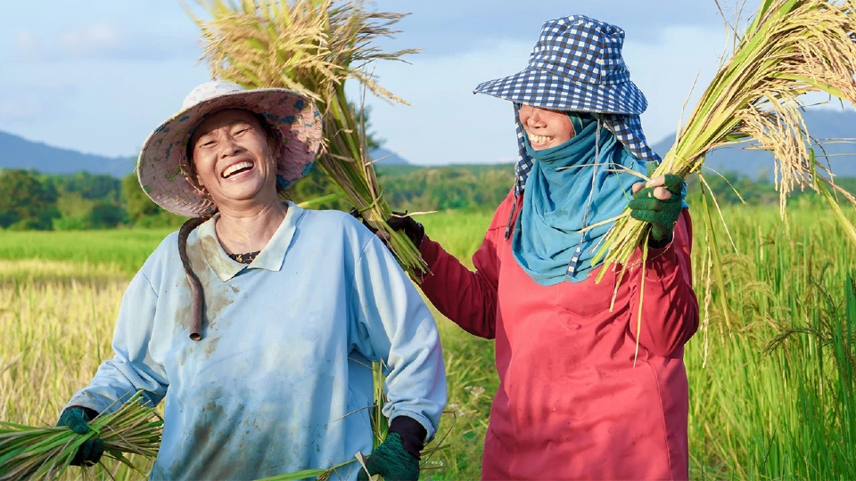เกษตรฯชง นบข. เท 1.8 พันล้านอุ้มชาวนา สั่งกรมการข้าวขนแสนตันสู้ศึกปี 69
