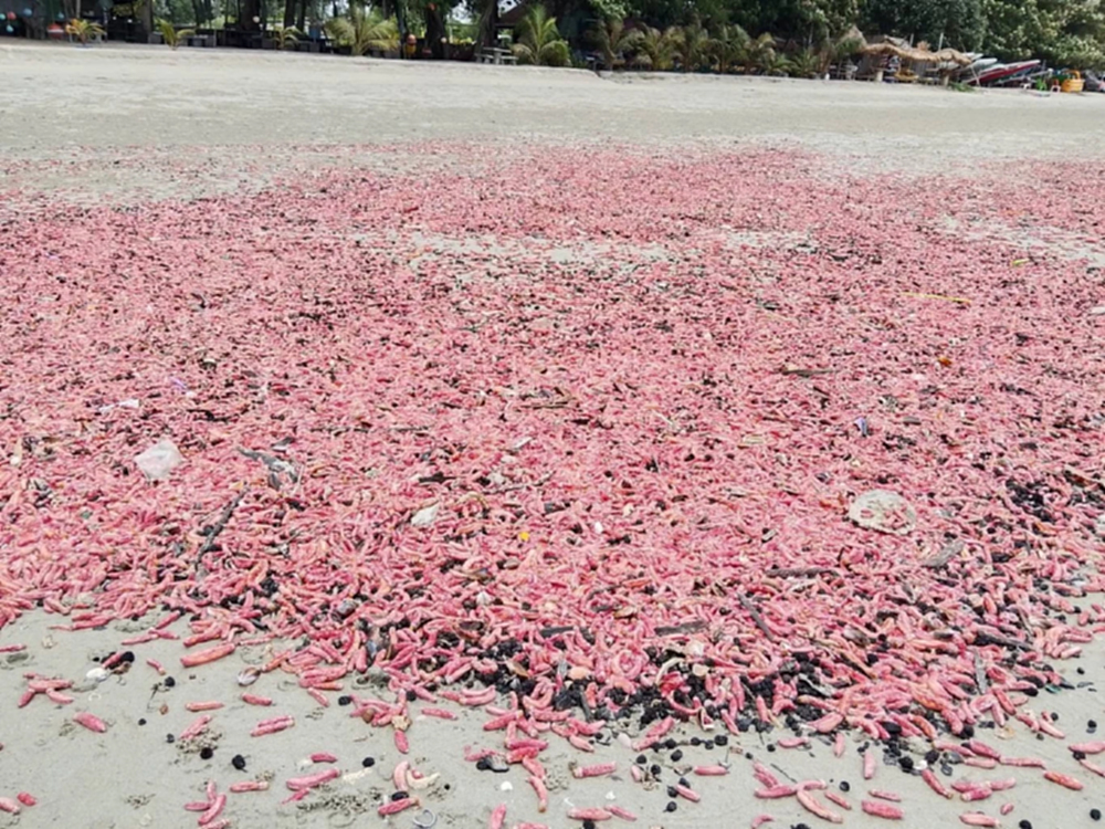 เกิดอะไรขึ้นที่ระยอง 'ปลิงชมพู' นับล้านตัวเต็มหาดสวนสน เตือนอย่าสัมผัส