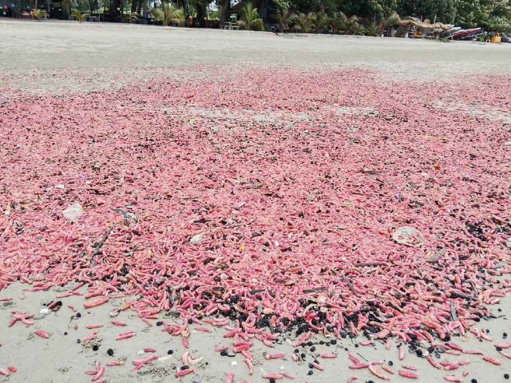 เกิดอะไรขึ้นที่ระยอง 'ปลิงชมพู' นับล้านตัวเต็มหาดสวนสน เตือนอย่าสัมผัส