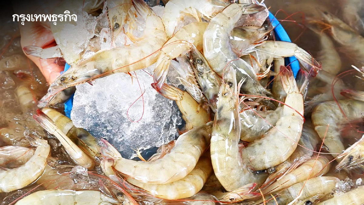 เร่งแก้ “กุ้งราคาตก” ลุยปั้นแบรนด์ “กุ้งไทย” บูมตลาดท่องเที่ยว-ขยายส่งออก