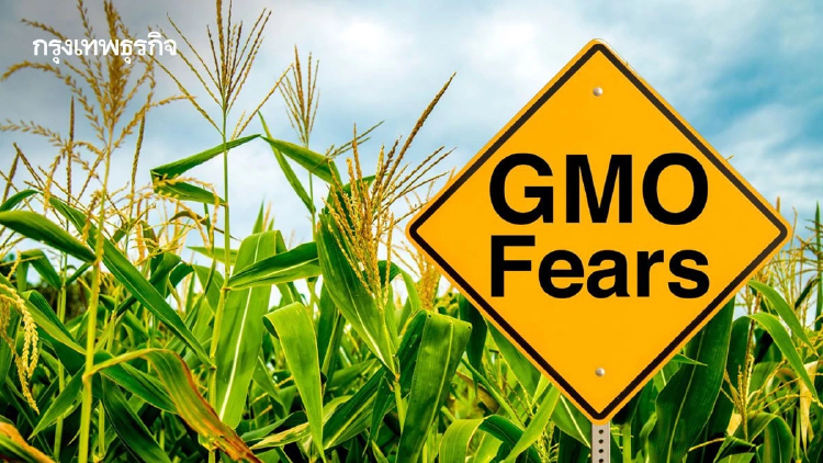 WHO-FAO ยืนยัน GMOs ปลอดภัยต่อสุขภาพ หากผ่านมาตรฐานสากล