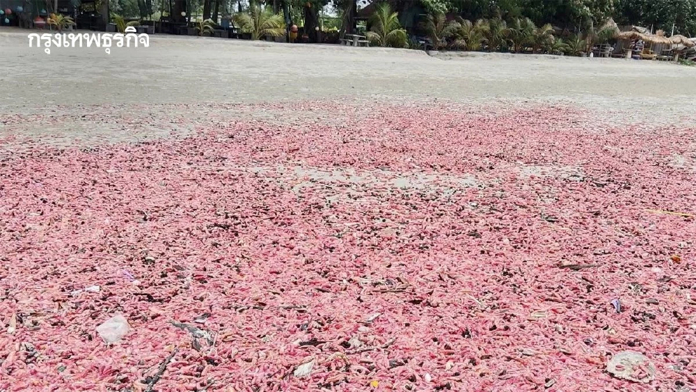 เกิดอะไรขึ้นที่ระยอง 'ปลิงชมพู' นับล้านตัวเต็มหาดสวนสน เตือนอย่าสัมผัส