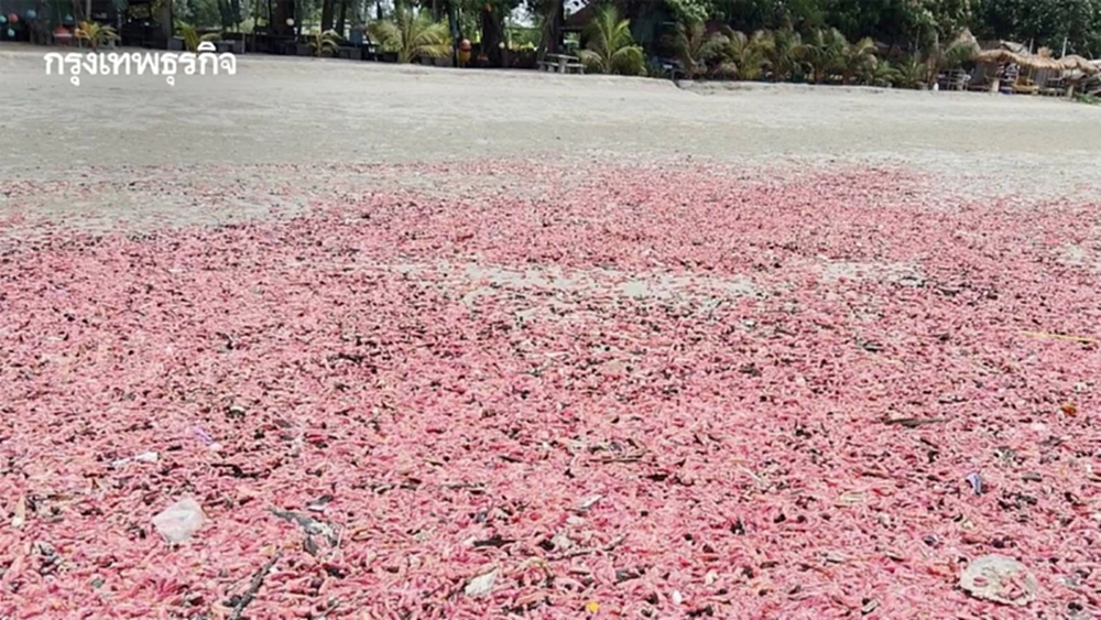 เกิดอะไรขึ้นที่ระยอง 'ปลิงชมพู' นับล้านตัวเต็มหาดสวนสน เตือนอย่าสัมผัส