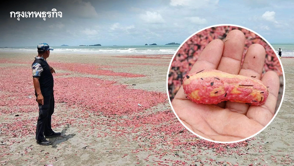 หาดูยาก! “ปลิงชมพู” นับล้านตัวเกยหาดระยอง คาดมรสุมคลื่นลมแรงซัดขึ้นฝั่ง
