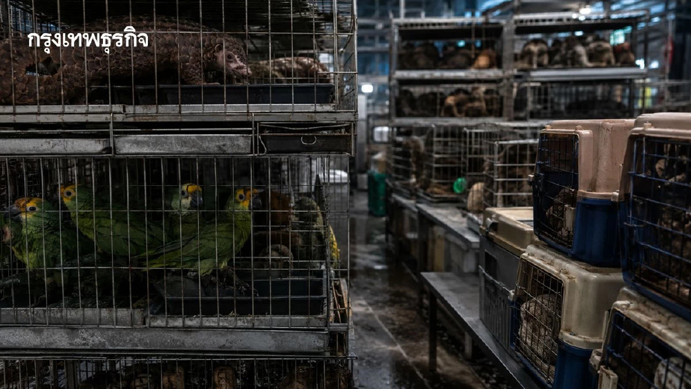 ธุรกิจค้าสัตว์ป่า จุดเสี่ยงโรคระบาดครั้งใหม่ ไวรัสกว่า 8 แสนชนิดอาจข้ามสู่มนุษย์