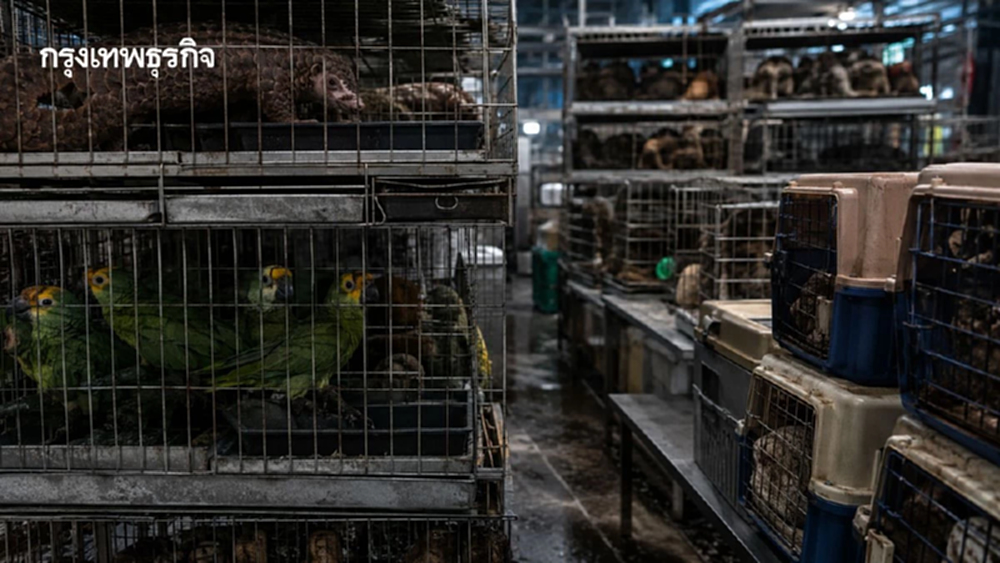ธุรกิจค้าสัตว์ป่า จุดเสี่ยงโรคระบาดครั้งใหม่ ไวรัสกว่า 8 แสนชนิดอาจข้ามสู่มนุษย์