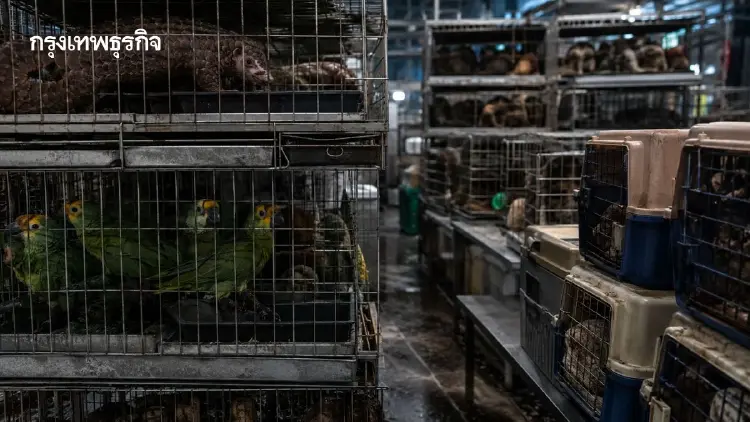 ธุรกิจค้าสัตว์ป่า จุดเสี่ยงโรคระบาดครั้งใหม่ ไวรัสกว่า 8 แสนชนิดอาจข้ามสู่มนุษย์