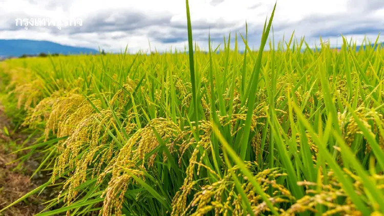 เกษตรฯชง นบข. เท 1.8 พันล้านอุ้มชาวนา สั่งกรมการข้าวขนแสนตันสู้ศึกปี 69
