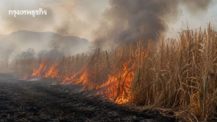 ความย้อนแย้งของตัวเลขอ้อยไฟไหม้: จะปิดตาข้างหนึ่งเพื่ออะไร?