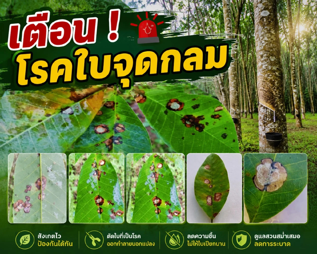 กยท.เตือน 4 จังหวัดใต้ ระวัง 'โรคใบจุดกลม' สวนยาง เสี่ยงผลผลิตลด 30-40%