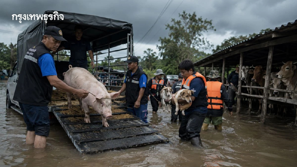 กรมปศุสัตว์ ยกการ์ดสูง รับมือน้ำท่วม-เตรียมแผนอพยพสัตว์เลี้ยง